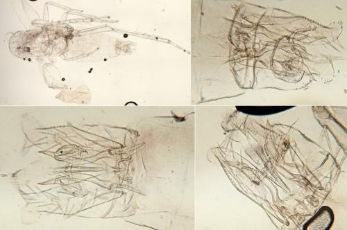 Réf. 266 622 : Empoasca sp.